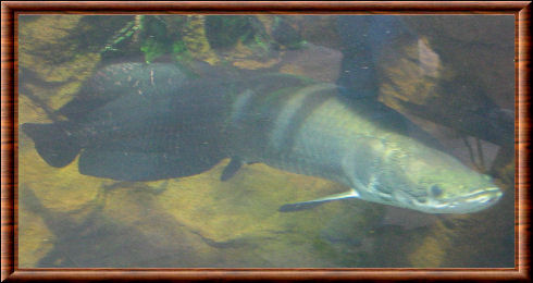 Paiche d'Amazonie ou Arapaïma Poisson 09