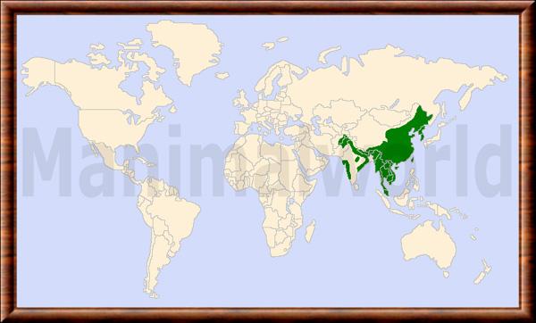 Prionailurus bengalensis repartition