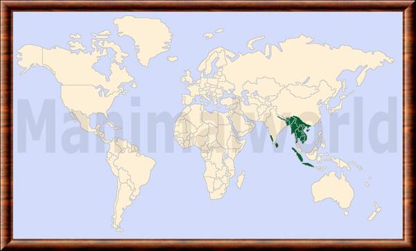 Prionailurus viverrinus repartition