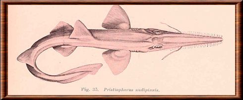 Pristiophoridae