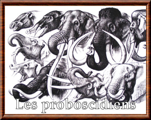 Proboscidiens