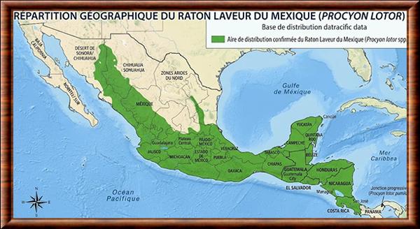 Procyon lotor hernandezii distribution