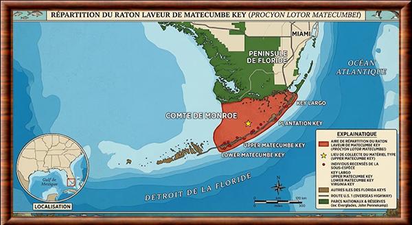 Procyon lotor inseperatus distribution