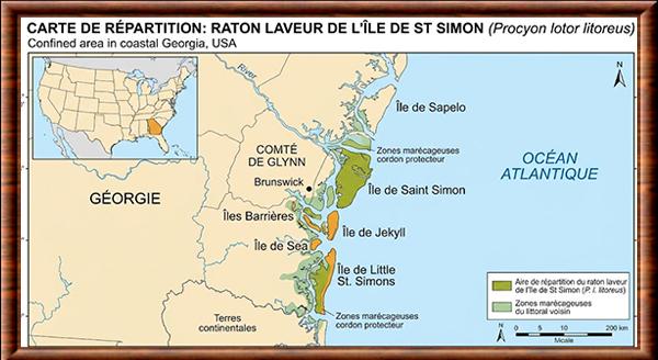 Procyon lotor litoreus distribution