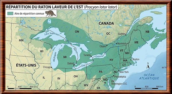 Procyon lotor lotor distribution