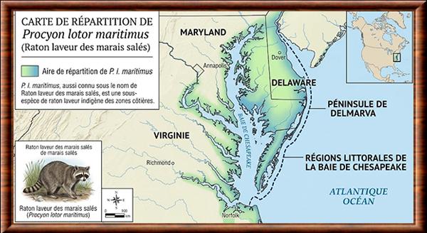Procyon lotor maritimus distribution