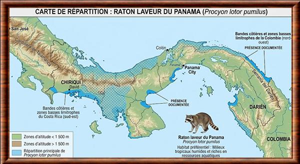 Procyon lotor pumilus distribution