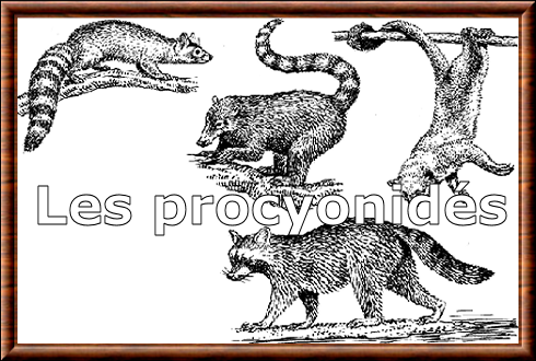 Procyonidae