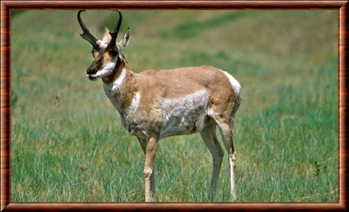 Pronghorn