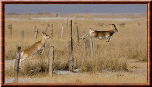 Przewalski's Gazelle