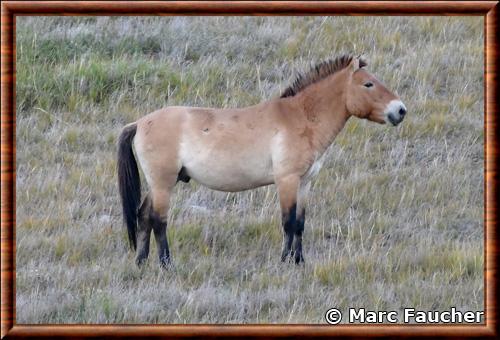 Przewalskis horse (Equus przewalskii)
