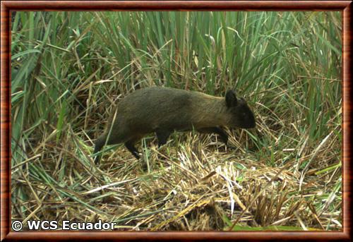 Pudu du Nord Equateur