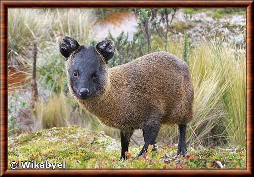 Pudu du Nord (Pudu mephistophiles)