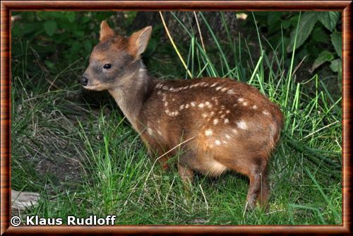 Pudu du sud juvenile parc zoologique de Odense