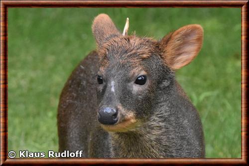 Pudu du Sud portrait