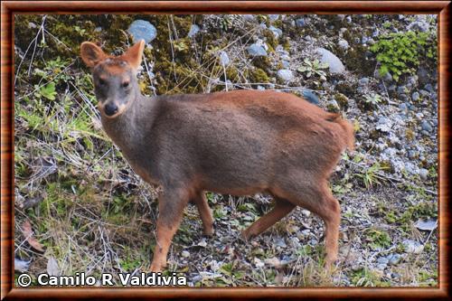 Pudu du Sud (Pudu puda)