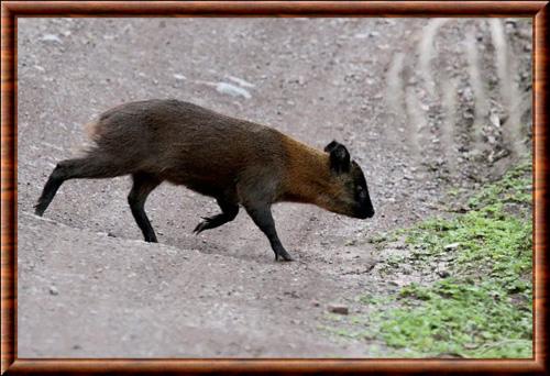 Pudu mephistophiles