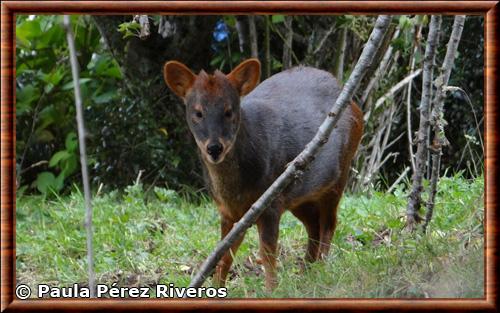 Pudu puda