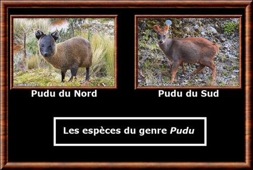 Pudu