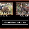 Pudu