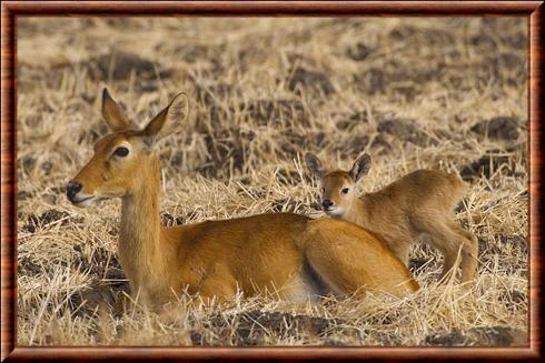 Puku au parc national du Sud Luangwa