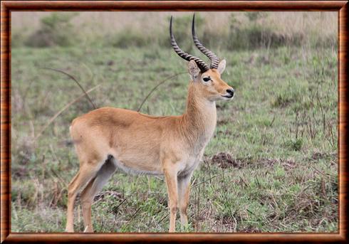 Puku (Kobus vardonii)