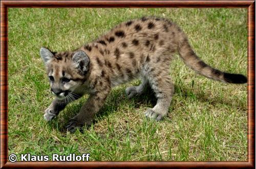 Puma d'Amerique du Nord juvenile