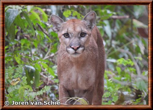 Puma d'Amerique du Nord (Puma concolor cougar)