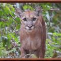 Puma amerique du nord puma concolor cougar