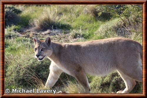 Puma concolor concolor