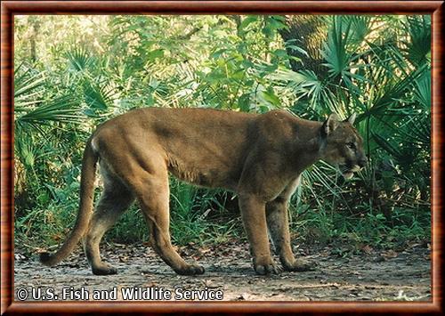 Puma concolor coryi