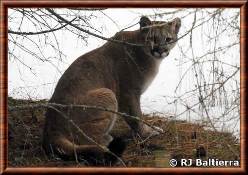 Puma concolor cougar