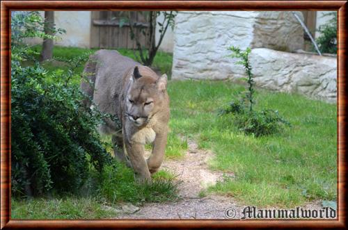 Puma concolor