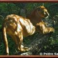 Puma d amerique du sud puma concolor concolor