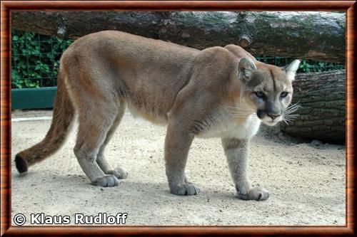 Puma nord-americain zoo Berlin