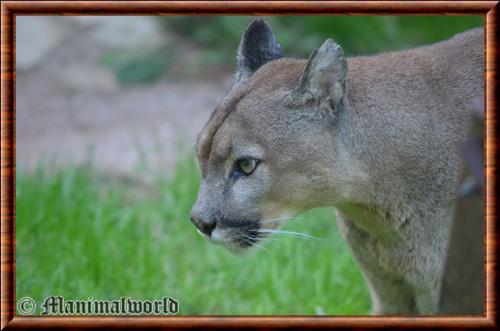 Puma portrait