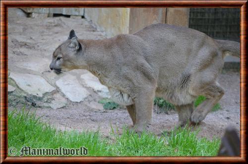 Puma (Puma concolor)