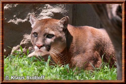 Puma sud-americain zoo Quito