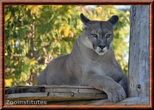 Puma zoo Attica