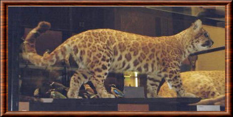 Pumapard 01