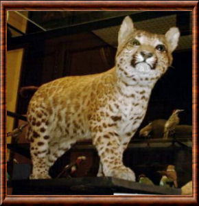 Pumapard 03