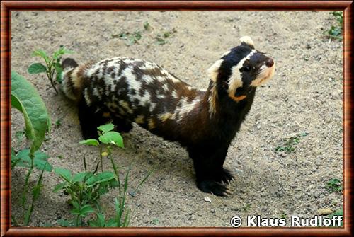 Putois marbre zoo de Magdeburg