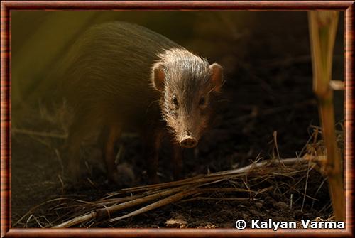 Pygmy hog (Porcula salvania)
