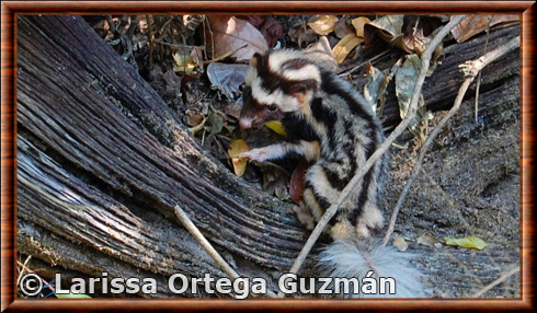 Pygmy spotted skunk