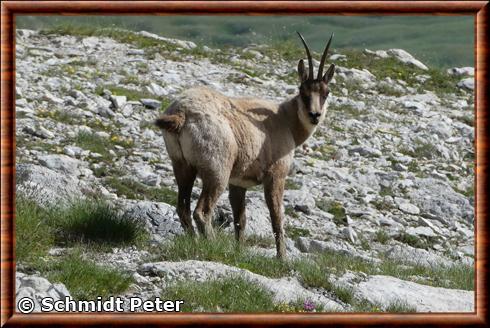 Pyrenean chamois