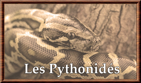 Pythonidae