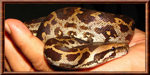 Python molure 03