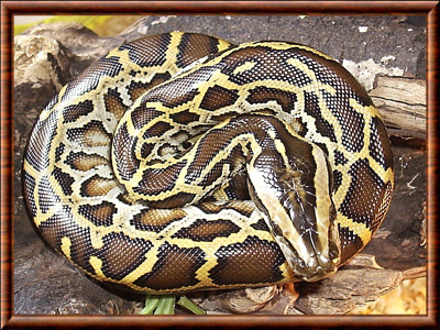 Python molurus