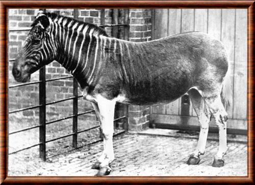 Quagga (Equus quagga quagga)