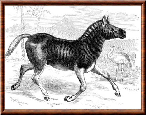 Quagga illustration